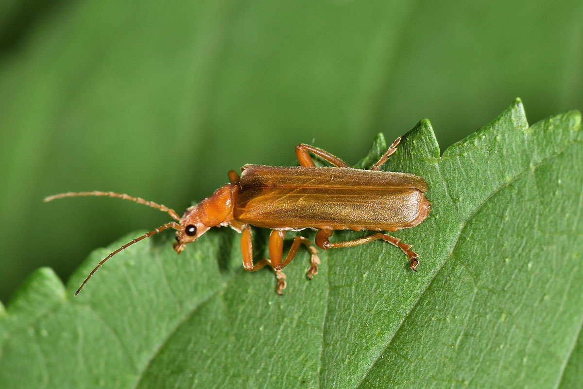 Cantharidae: Cantharis sp?....Cantharis gr. pallida opp. Podistra rufotestacea